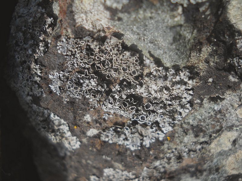 licheni su un ..nuraghe ''ruju''